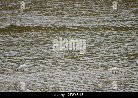 Royal Löffler Platalea regia auf der Suche nach Lebensmitteln. Taieri River. Naturschutzgebiet Am Fluss Taieri. Otago. Südinsel. Neuseeland. Stockfoto