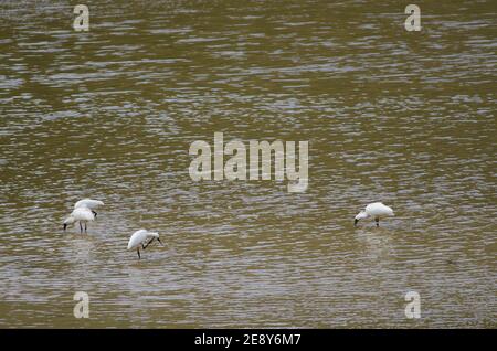 Königliche Löffler Platalea regia. Taieri River. Naturschutzgebiet Am Fluss Taieri. Otago. Südinsel. Neuseeland. Stockfoto