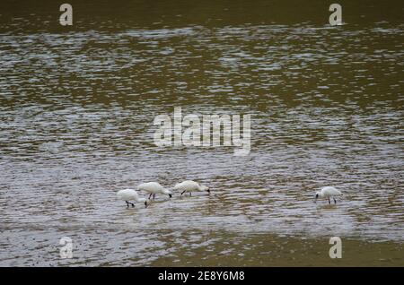 Royal Löffler Platalea regia auf der Suche nach Lebensmitteln. Taieri River. Naturschutzgebiet Am Fluss Taieri. Otago. Südinsel. Neuseeland. Stockfoto