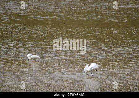 Königliche Löffler Platalea regia. Taieri River. Naturschutzgebiet Am Fluss Taieri. Otago. Südinsel. Neuseeland. Stockfoto