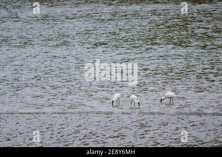 Royal Löffler Platalea regia auf der Suche nach Lebensmitteln. Taieri River. Naturschutzgebiet Am Fluss Taieri. Otago. Südinsel. Neuseeland. Stockfoto