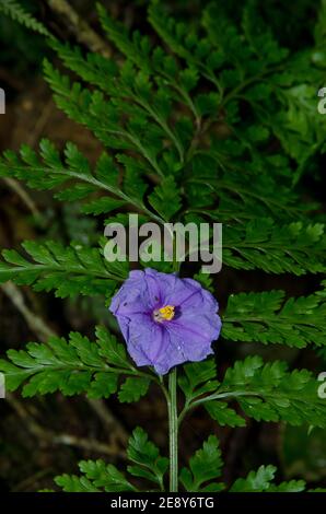 Blume des Kängurupfels Solanum laciniatum auf einem Farn gefallen. Naturschutzgebiet Am Fluss Taieri. Otago. Südinsel. Neuseeland. Stockfoto