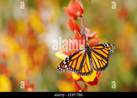 Schmetterling auf orangen Blüten. Monarch, Danaus plexippus, Schmetterling im Naturlebensraum. Schönes Insekt aus Mexiko. Stockfoto