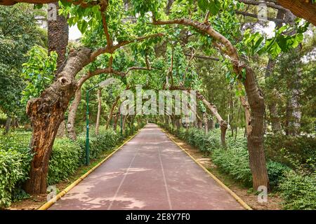 Ein grüner Tunnel von Bäumen mit Licht am Ende, an einem schönen Sommertag in einem Park. Stockfoto