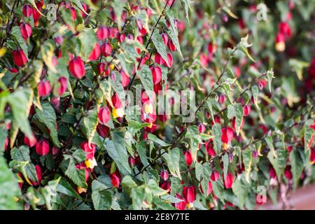 Bogota, Kolumbien 16,03.2018. Ganz oben auf Monserrate. Flora von Monserrate. Abutilon megapotamicum oder Callianthe megapotamica (abutilon). Stockfoto