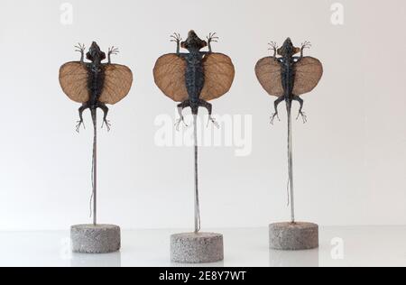 Fliegende Eidechsen Taxidermy Display Stockfoto