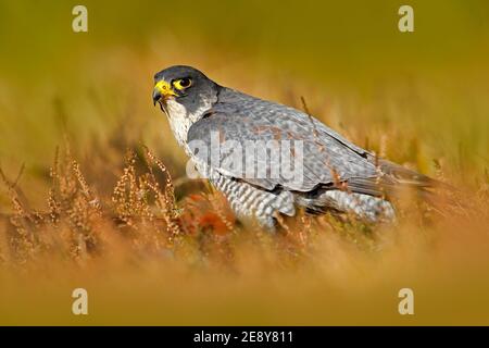 Wanderfalke Fütterung auf getöteten Fasan auf dem Felsen mit gelben und orangefarbenen Herbst im Hintergrund. Stockfoto