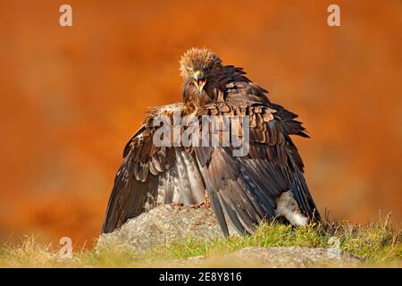 Wanderfalke Fütterung auf getöteten Fasan auf dem Felsen mit gelben und orangefarbenen Herbst im Hintergrund. Stockfoto