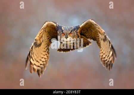 Eule, die auf einem verschneiten Baumstumpf im Wald landet. Fliegende Eule mit offenen Flügeln im Lebensraum mit Bäumen. Action Winterszene aus der Natur. Stockfoto