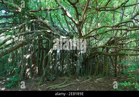 Giant Ficus citrifolia, auch bekannt als die Kurzblatt-Feige, riesige bärtige Feige oder wilde banyantree in Cap Chevalier, Martinique tropische Insel. Stockfoto