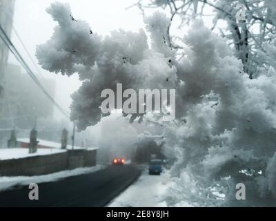 Früher kalter Morgen. Der Ast des Baumes ist mit Frost bedeckt. Stockfoto