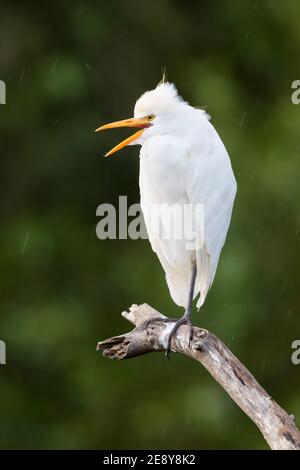 Rinderreiher (Bubulcus ibis), Erwachsener auf einem toten Zweig, Kampanien, Italien Stockfoto