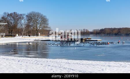 Der norddeutsche Winter hat fast gefrorene kleine Seen. Nur eine kleine Fläche Wasser ist offen und eine Vogelschar drängt die offene Wasserfläche Stockfoto
