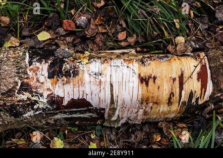 Echte alte Birke mit entkleideten Rindenstämmen auf dem Boden Stockfoto