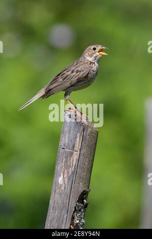 Corn Bunting (Emberiza calandra), Seitenansicht eines Erwachsenen, der von einem Pfosten singt, Kampanien, Italien Stockfoto