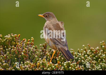 Vogel am Seil. Falkland Thrush, Turdus falcklandii falcklandii, Brawn Vogel Withs, Tier in der Natur Lebensraum, Nistzeit, Falkland-Inseln. Stockfoto