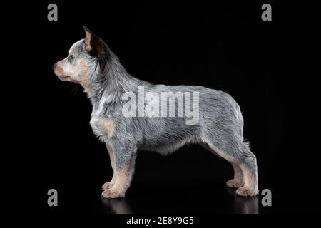Niedliche blaue Heeler Welpe stehend isoliert auf schwarzem Hintergrund. Australian Cattle Dog Haustier Porträt Stockfoto