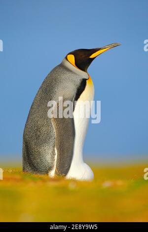 Detail Porträt von König Pinguin in der Antarktis. Vogel mit orangen Federn auf dem Kopf. Stockfoto