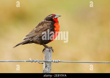 Langschwanzmeadowlerche, Sturnella loyca falklandica, Saunders Island, Falkland Islands. Roter und brauner Vogel am Zaun. Stockfoto