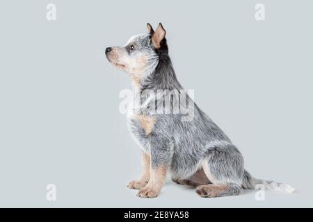 Niedliche blaue Heeler Welpe sitzt isoliert auf grauem Hintergrund. Australian Cattle Dog Haustier Porträt Stockfoto