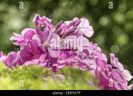 Echt charmant ziemlich rosa lila Phlox im Sommer glückliches Sonnenlicht Stockfoto