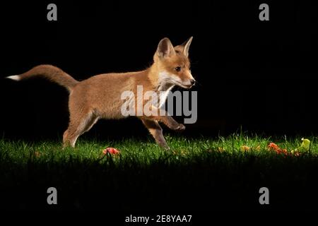 Fuchs-Junge spielt im Garten um 4am Uhr Stockfoto