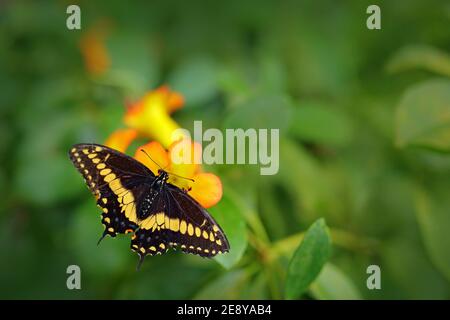 Riesiger Schwalbenschwanz, Papilio thoas nealces, schöner Schmetterling aus Mexiko, der auf den Blättern sitzt. Schönes Insekt in der grünen Natur. Stockfoto