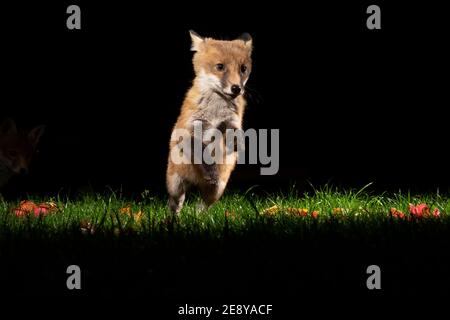 Fuchs-Junge spielt im Garten um 4am Uhr Stockfoto