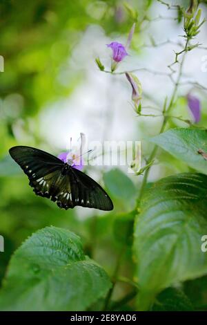 Schmetterling in grüner Vegetation. Weibchen von Papilio pilumnus, Schmetterling in der Natur grünen Wald Lebensraum, südlich der USA, Arizona. Stockfoto