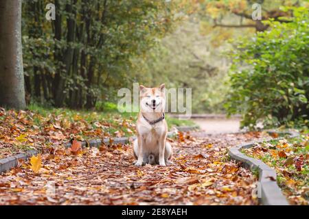 Niedlichen Ingwer Hund von shiba Inu Rasse sitzt auf dem Weg Mit gefallenen Blättern am Herbstweg Stockfoto