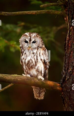 Fliegende eurasische Waldkauz, Strix aluco, mit schönem grün verschwommenem Wald im Hintergrund. Seltener Vogel aus Schweden. Stockfoto