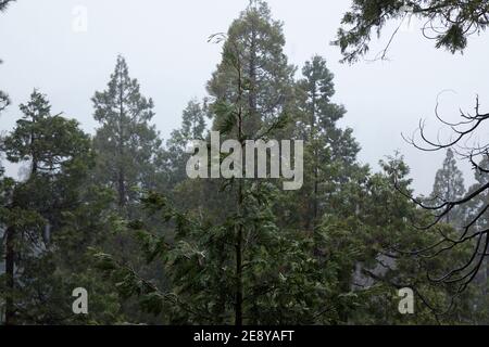 Pine Tree im Winter Nebel Schnee und Regen in Lake Arrowhead Kalifornien Stockfoto