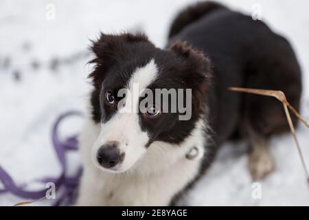 Porträt von jungen Hündin der Border Collie Rasse Weiße und schwarze Farbe auf Schnee im Winter Stockfoto