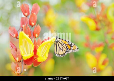 Monarch, schönes Insekt aus Mexiko. Schmetterling auf orangen Blüten. Monarch, Danaus plexippus, Schmetterling im Naturlebensraum. Stockfoto