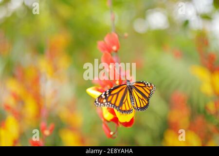 Monarch, schönes Insekt aus Mexiko. Schmetterling auf orangen Blüten. Monarch, Danaus plexippus, Schmetterling im Naturlebensraum. Stockfoto