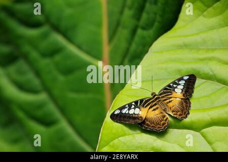 Schmetterling aus Malaysia und Borneo. Der Schmetterling, Parthenos sylvia, sitzt auf den grünen Blättern. Insekt im dunklen tropischen Wald, Naturgewohnheit Stockfoto