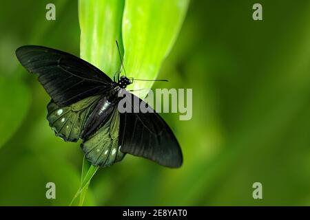 Schmetterling in grüner Vegetation. Weibchen von Papilio pilumnus, Schmetterling in der Natur grünen Wald Lebensraum, südlich der USA, Arizona. Stockfoto