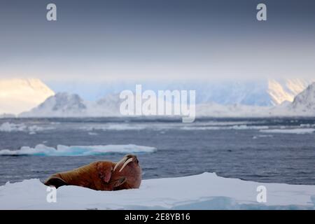 Walrus, Odobenus rosmarus, große, mit Fliptern behafteter Meerestiere in blauem Wasser, Svalbard, Norwegen. Verschneite Berglandschaft im Hintergrund. Fulmar über dem bi Stockfoto