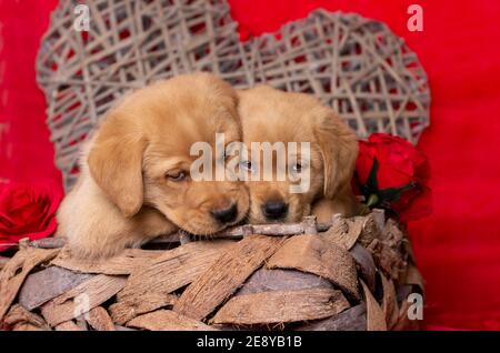 Zwei gelbe labrador Welpen sehen über dem Rand eines Korbes niedlich aus. Valentine Thema mit Herz und Rosen im Hintergrund. Leerzeichen für Text. Stockfoto