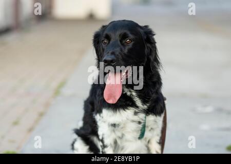 Ein wunderschöner schwarz-weiß gefleckter, abgehounter Hund, der draußen sitzt, mit seiner langen Zunge, die aus seinem Mund ragt. Porträt einer seltenen holländischen Hunderasse. Stockfoto