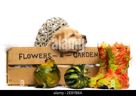 Der blonde labrador Welpe schaut mit dem Text Blumen und Garten traumhaft über den Rand einer Holzkiste. Holzherz. Dekoration mit Herbst Thema. Stockfoto