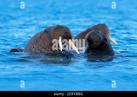 Vogelliebe. Paar große Papageien Scharlachara, Ara macao, im Wald Lebensraum. Zwei rote Vögel sitzen auf Zweig, Brasilien. Wildlife Love Szene aus tropischen Stockfoto