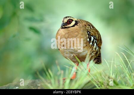 Barthuhn, Arborophila brunneopectus, Vogel in der Natur Lebensraum. Wachtel sitzt im Gras. Rebhuhn aus Südwestchina und Southea Stockfoto