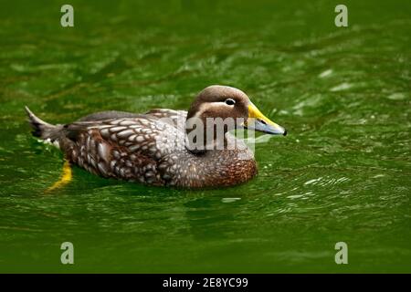 Dampfente, Tachyeres patachonicus, ist ein Mitglied der Ente, kann im südlichen Teil Südamerikas gefunden werden; in Patagonien, Falklandinseln. Stockfoto