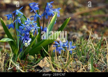 Scilla siberica, sibirische Blausterne, Holz blausterne. Feder blaue Blüten Nahaufnahme. Frische Blumen wachsen im Wald. Stockfoto