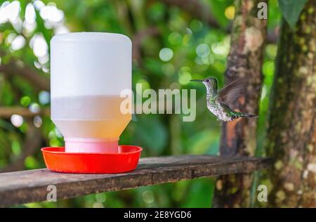 Andensmaragd (Amazilia franciae) bei Kolibri-Trinker, Mindo, Ecuador. Konzentrieren Sie sich auf Kolibri. Stockfoto