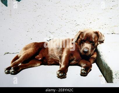 CE labrador Enzo fait Partie des huit chiens morts empoisonnes entre le 22 et le 30 septembre 2007 dans le quartier du Golf de Biarritz. Eine Frage an eine äte ouverte. Jules Motte/ABACAPRESS.COM Stockfoto