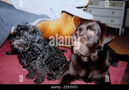 Pirate (g), un caniche bichon, fait Partie des huit chiens morts empoisonnes entre le 22 et le 30 septembre 2007 dans le quartier du Golf de Biarritz. Yago le labrador a du subir un lavage d'estomac apres avoir ingurgite une tacisse suspecte. Eine Frage an eine äte ouverte. Jules Motte/ABACAPRESS.COM Stockfoto