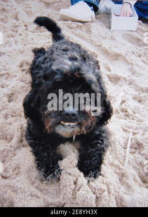 Pirate, un caniche bichon, faut Partie des huit chiens morts empoisonnes entre le 22 et le 30 septembre 2007 dans le quartier du Golf de Biarritz. Eine Frage an eine äte ouverte. Jules Motte/ABACAPRESS.COM Stockfoto