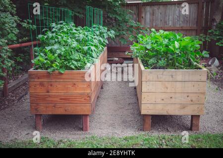 Gartenbeete aus Holz mit erhöhtem Gemüse und Kartoffelpflanzen und Erdbeerpflanzen Wachstum Stockfoto